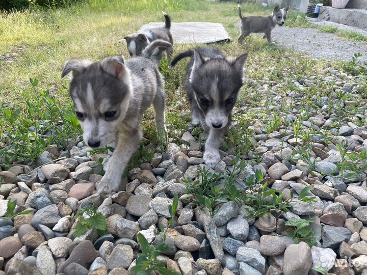 Щенки бесплатно