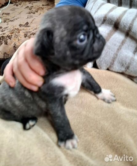 Щенок мопса