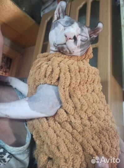 Кофты для кошек и собак