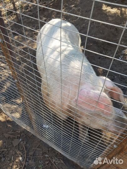 Хряк на племя