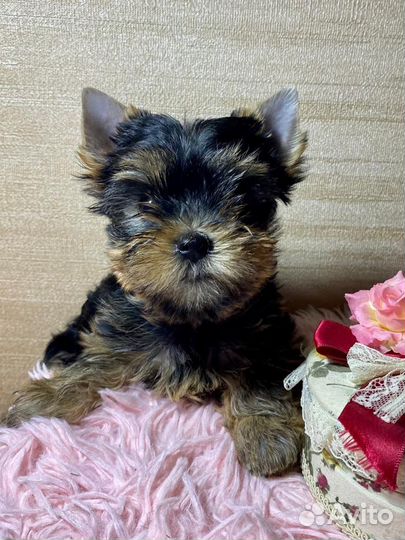 Йоркширский терьер