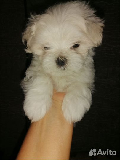 Девочка мальтезе стандарт