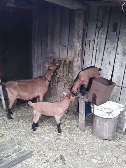 Чешские козлята