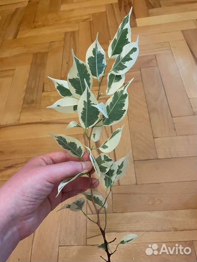 Фикус Старлайт (разновидность фикуса Бенджамина)