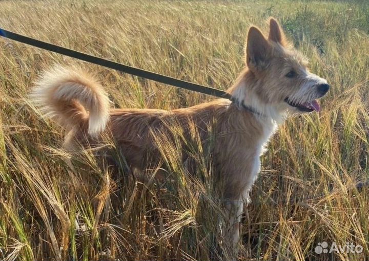 Собака в добрые руки маленькая порода