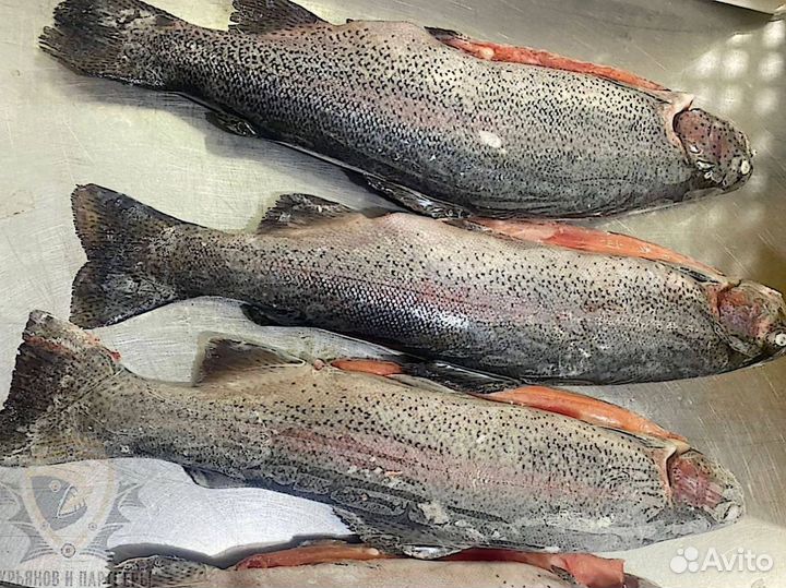 Форель килька обрезь лосося скумбрия горбуша опт