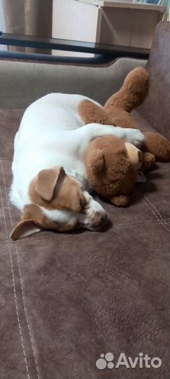 Отдам в добрые руки