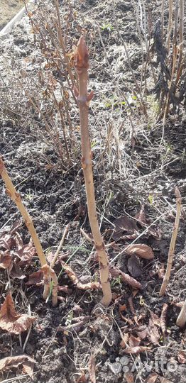 Саженцы каштана