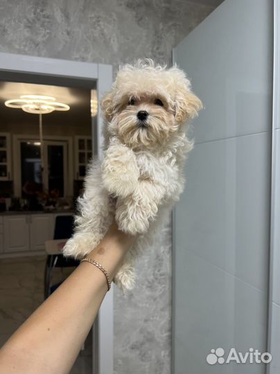 Мальтипу ф1 микро мальчтк Baby Face жемчуг