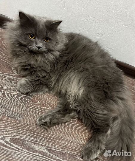 Кот Сибирской породы