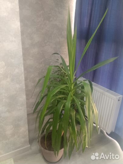 Пальма юкка