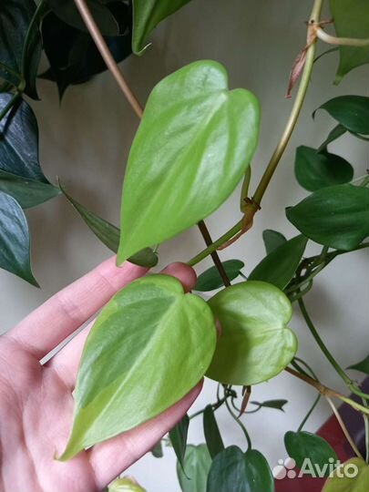 Филодендроны