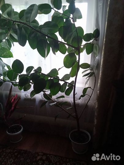 Комнатные цветы