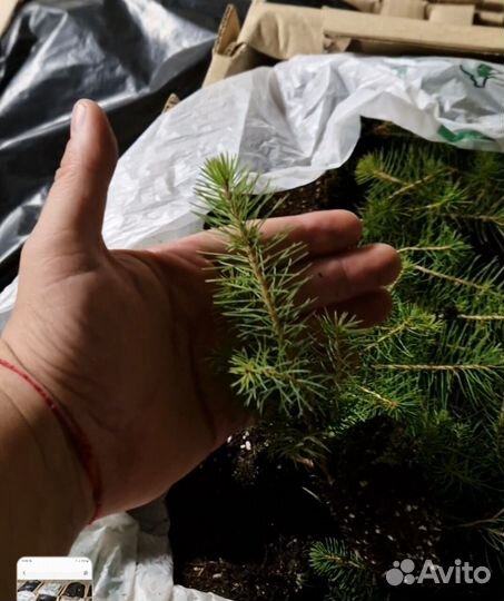 Саженцы ели европейской зкс в розницу