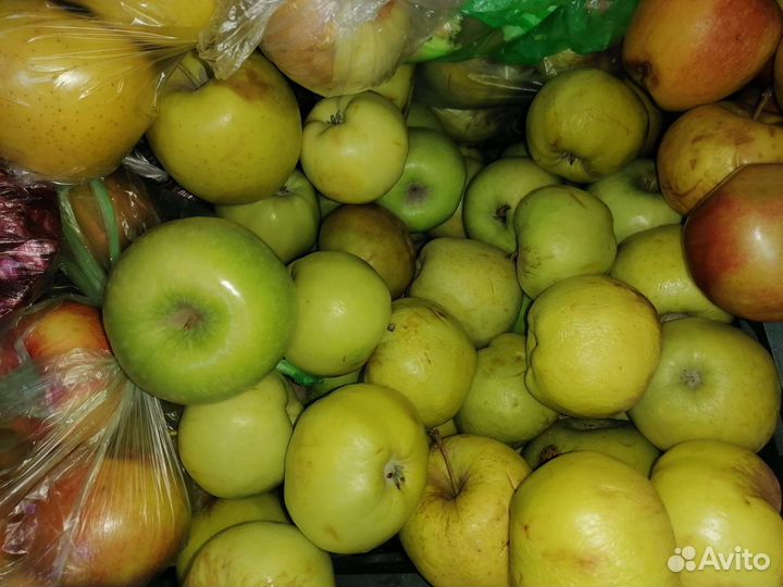 Продам яблоки