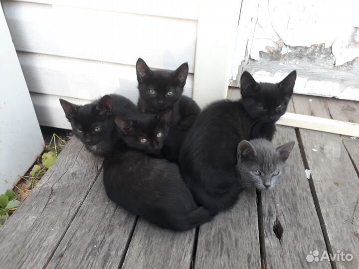 Котята в добрые руки