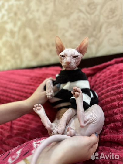 Канадский сфинкс вязка