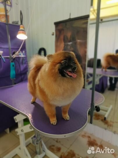 Продам щенят Шпицов