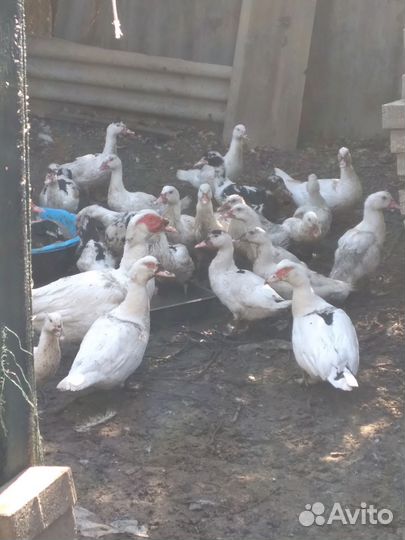 Утки шипуны