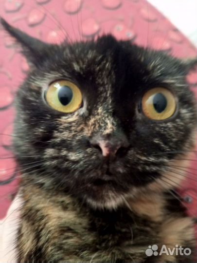 Кошечка Фиса