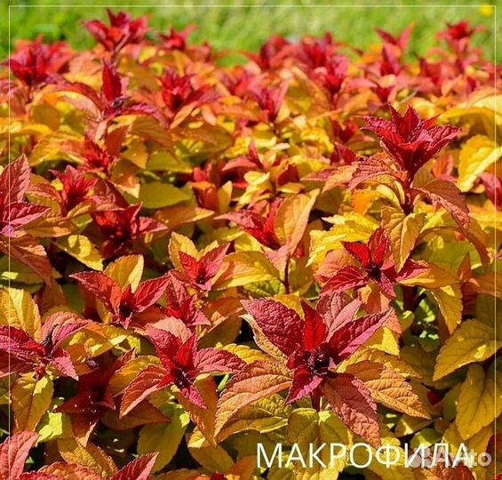 Растения многолетние