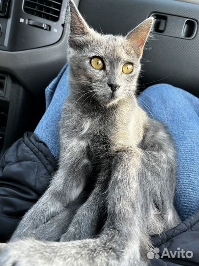Кошка в добрый руки