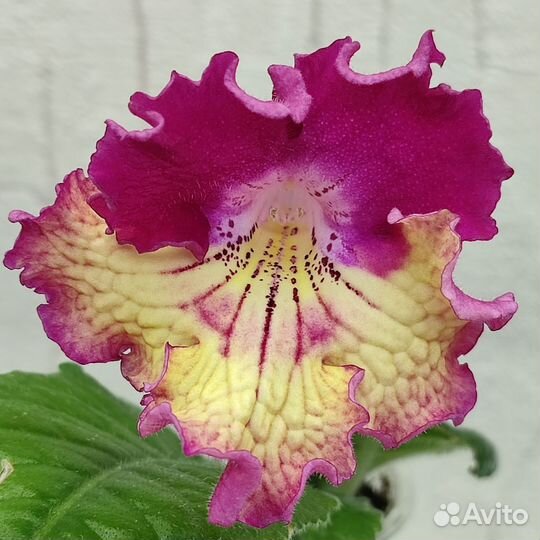 Стрептокарпус детки