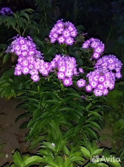 Флоксы сортовые