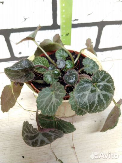 Камнеломка, саксифага