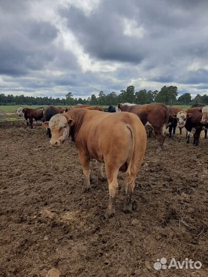 Быки на племя