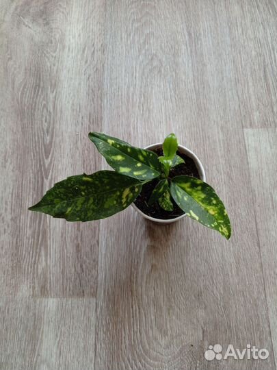 Комнатные цветы. Кротон Аукуба