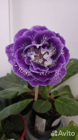 Глоксиния махровая