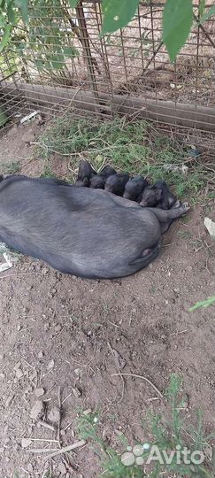 Вьетнамский вислобрюхий хряк