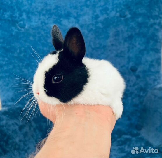 Ручные кролики мини (самый маленький)
