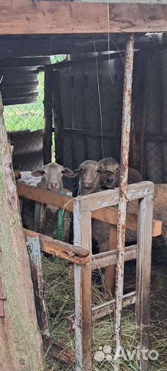 Овцы бараны