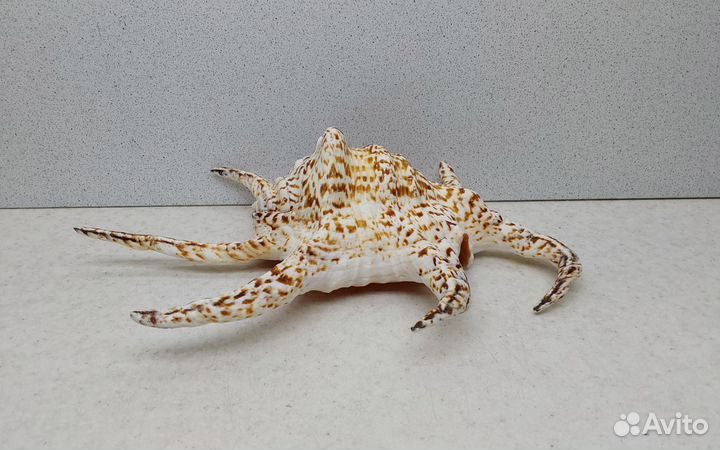 Ширагра 22,5 морская ракушка раковина