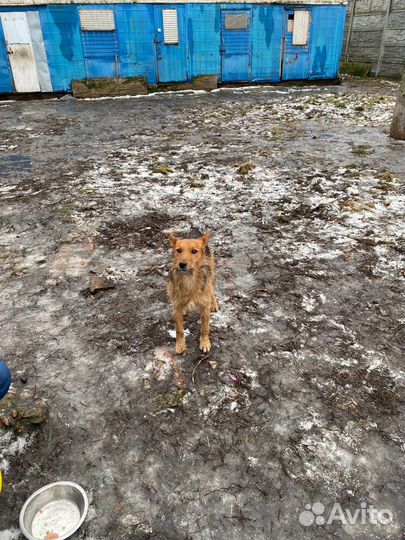 Оззи ищет дом