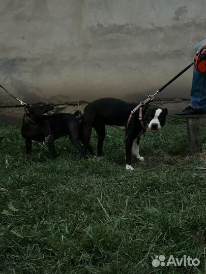 Щенки питбуля