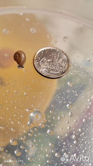 Улитки виноградные маленькие