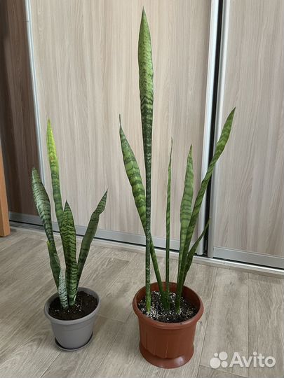 Сансевиерия