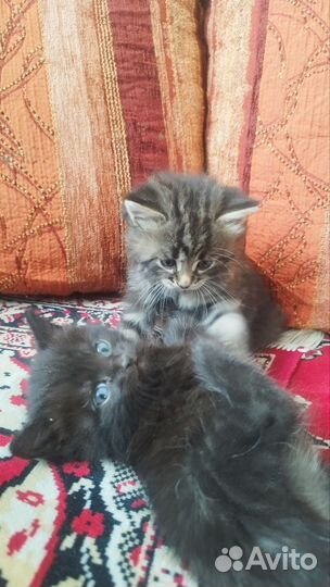 Коты в добрые руки