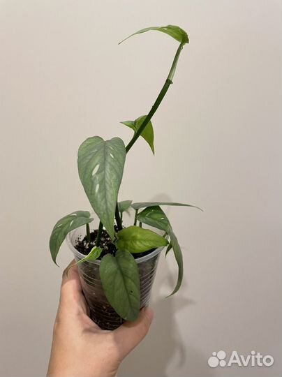 Эпипремнум пиннатум вайт, марбл плэнет, себу блю