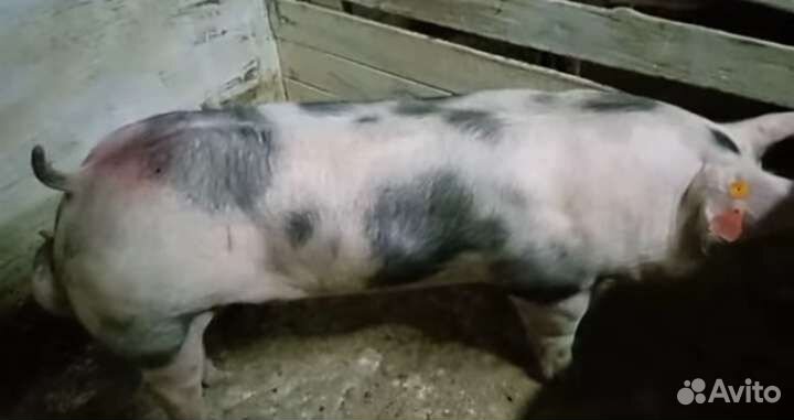 Семя Хряка Дюрок, Пьетрен