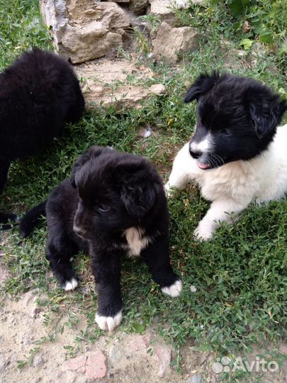 Щенки в добрые руки