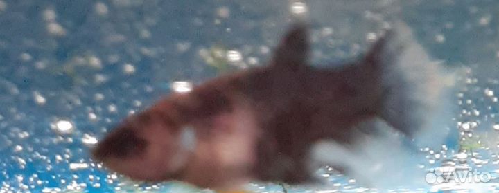 Аквариумные рыбки