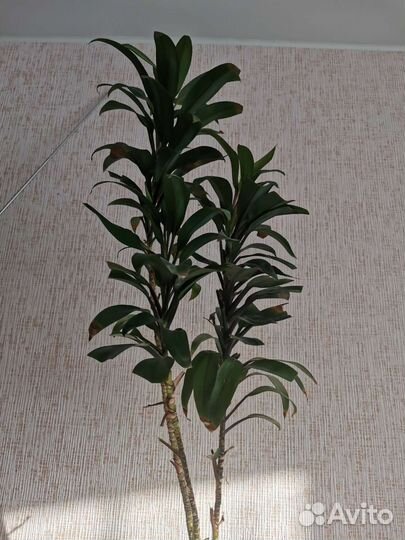 Комнатные цветы драцена