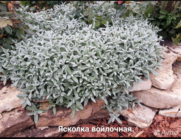 Седум, Ясколка