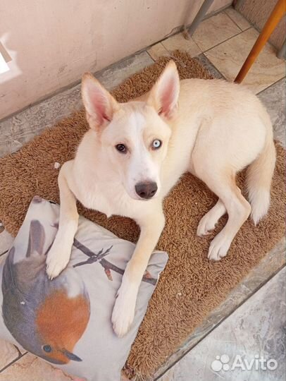 Отдам в добрые руки