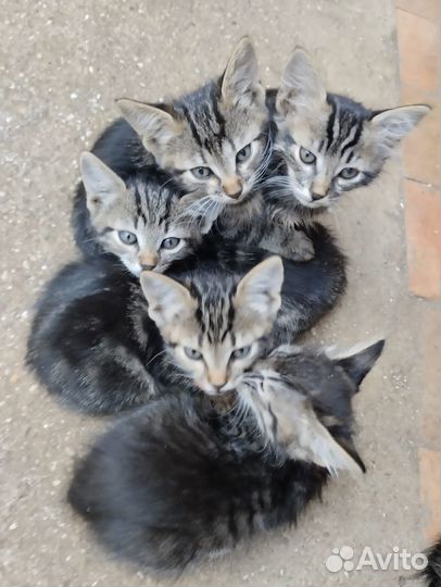 Котята девочки и мальчик в добрые руки