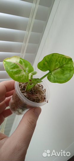 Сингониум орм тонг вариегатный